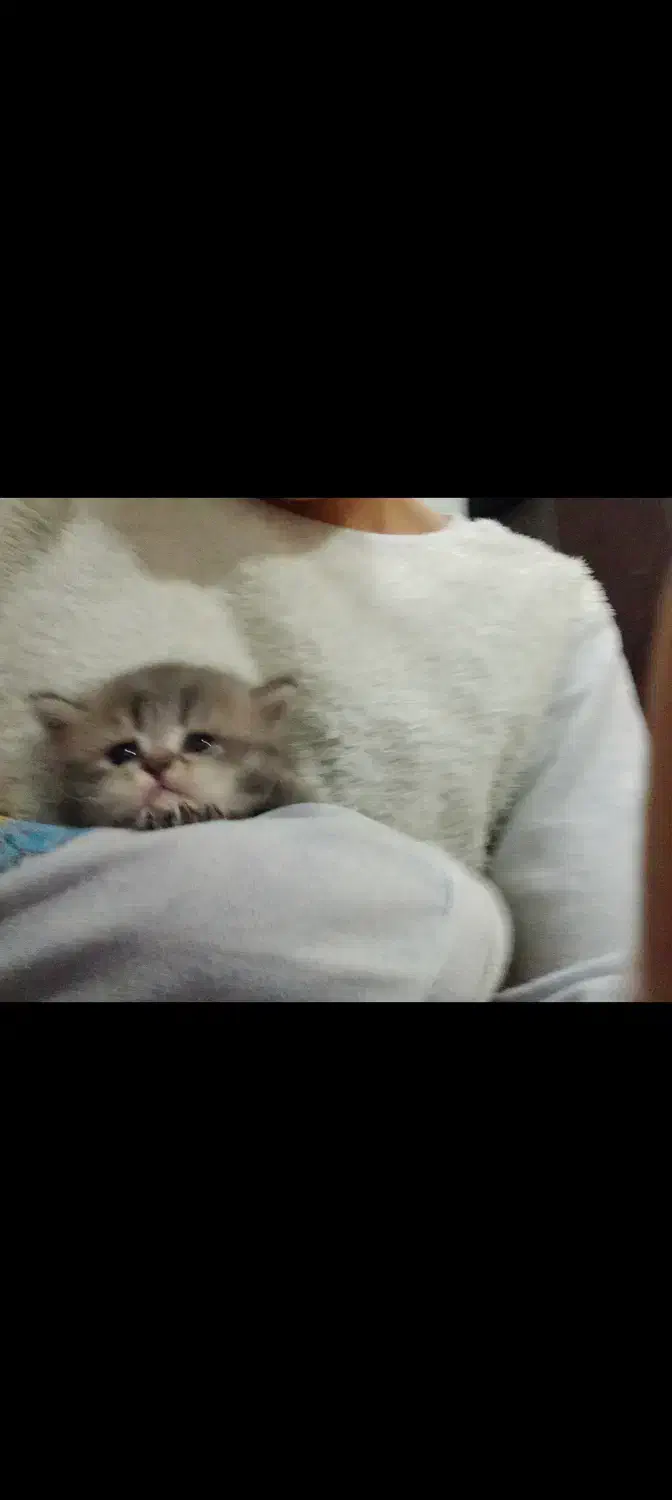 گربه نر پرشین|گربه|گنبد کاووس, |دیوار