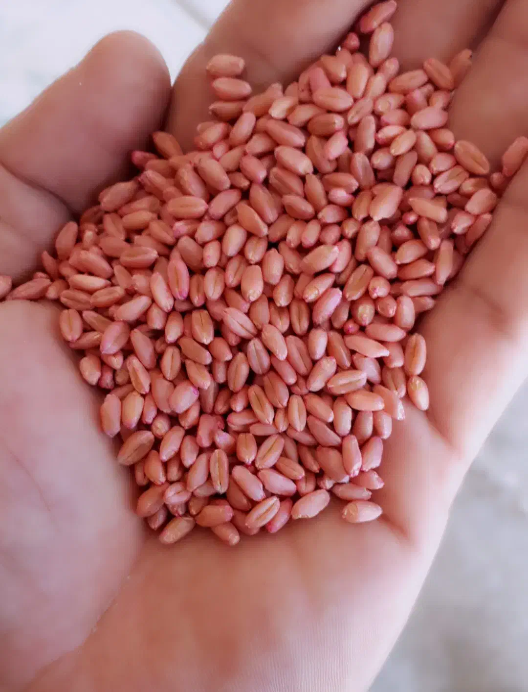 بذر گندم|عمدهفروشی|دزفول, |دیوار