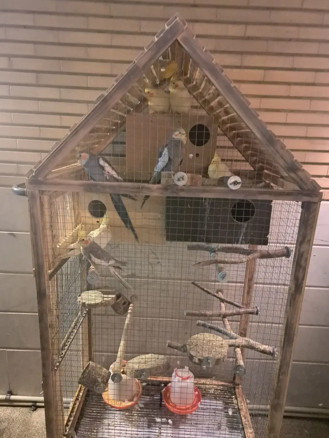 عروس هلندی|پرنده|تهران, مختاری|دیوار