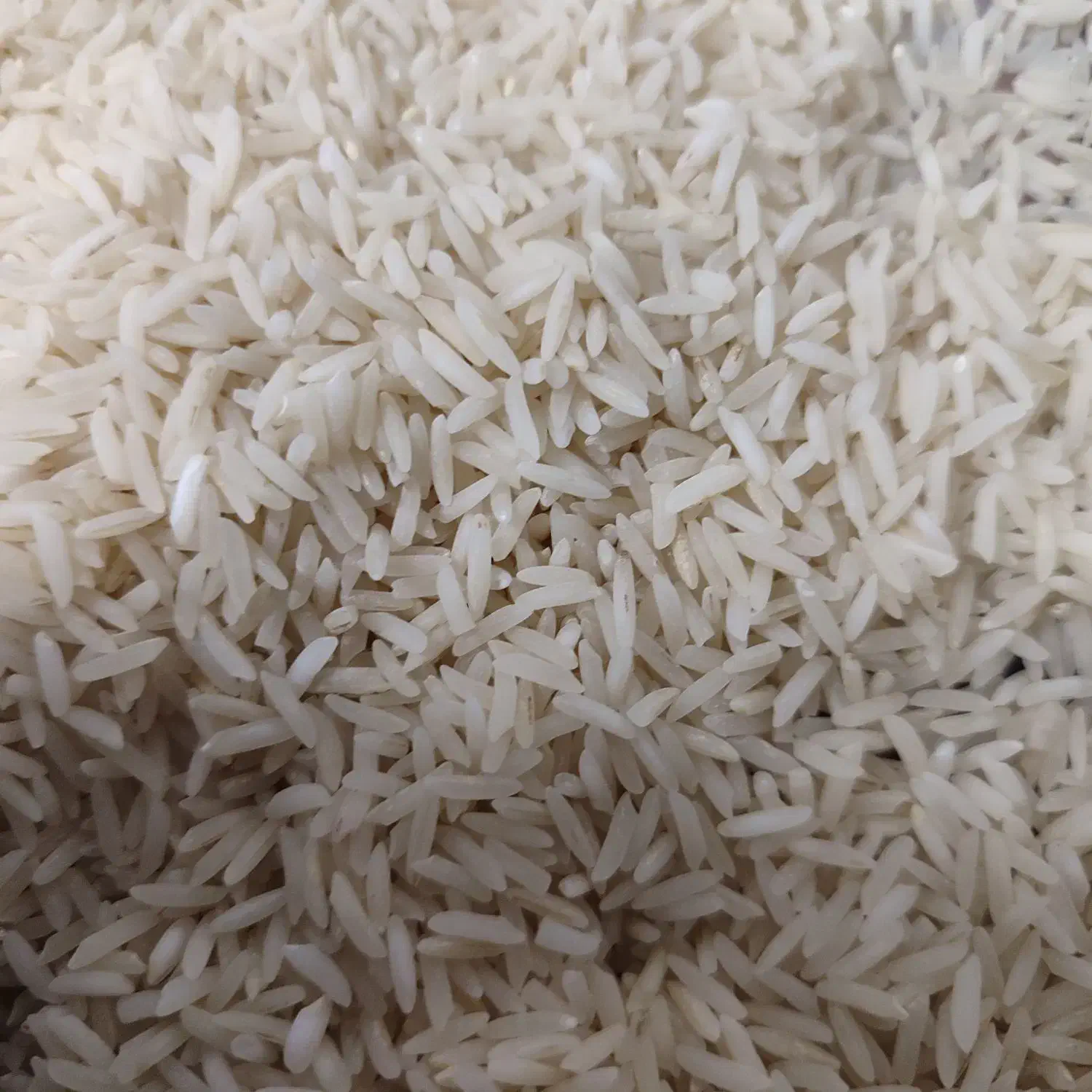 پخش فروش عمده زعفران قاعنات و برنج طارم و هاشمی|خوردنی و آشامیدنی|قرچک, زیبا شهر|دیوار