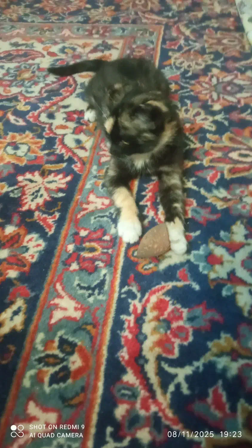 سرپرستی بچه گربه|گربه|خمینی‌شهر, |دیوار