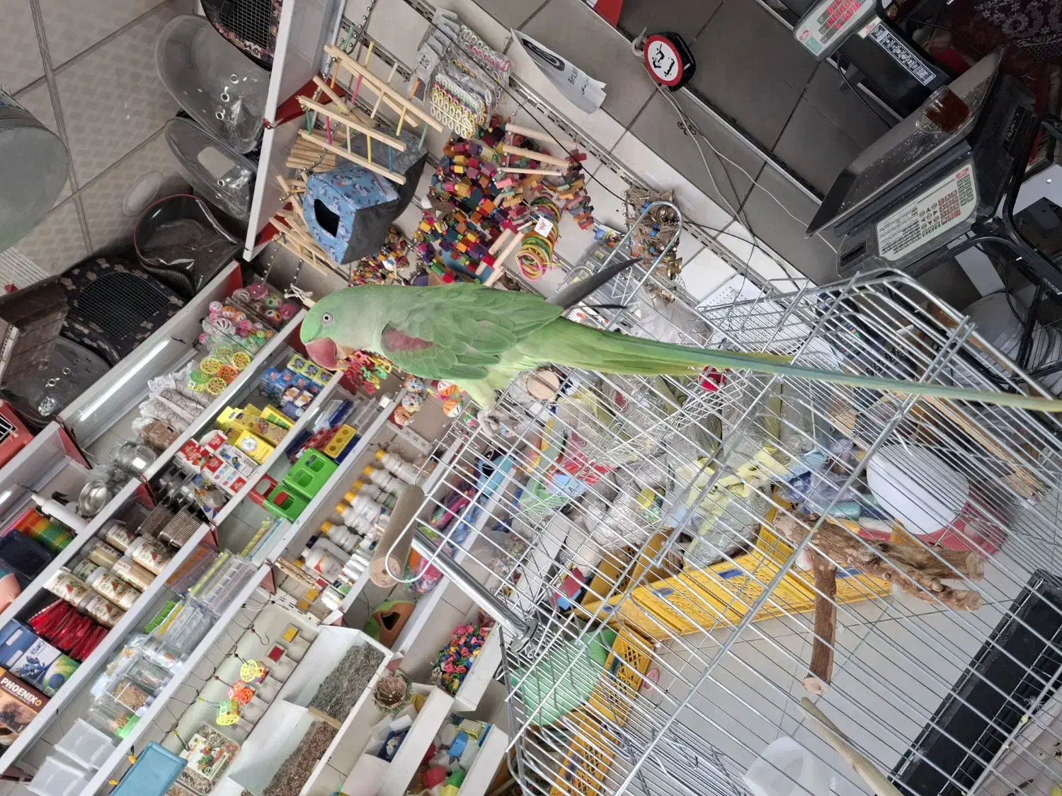 جوجه شاه طوطی ۵ ماهه|پرنده|فردیس, شهرک وحدت|دیوار