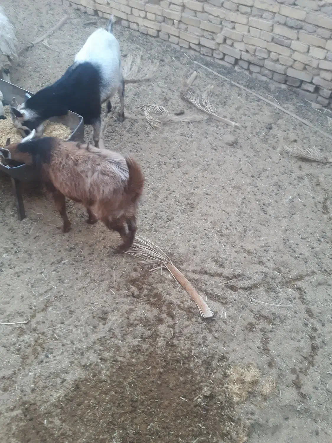 یک عدد بز و کره|حیوانات مزرعه|بافق, |دیوار