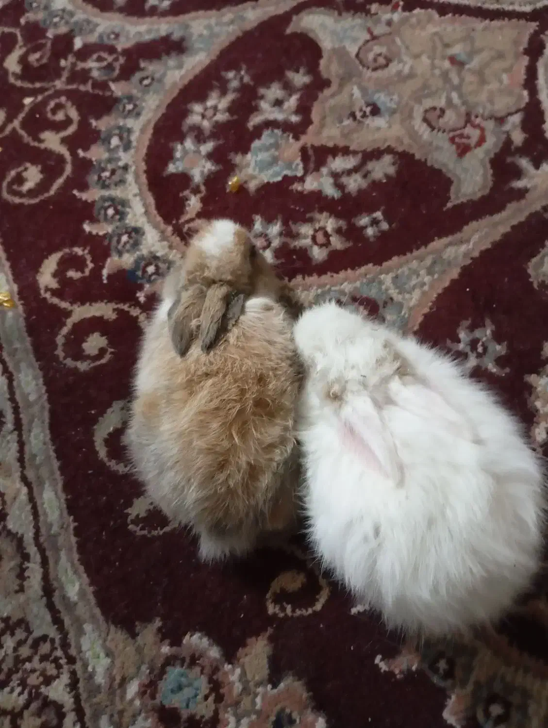 خرگوش بامزه|موش و خرگوش|بندر کنگان, |دیوار