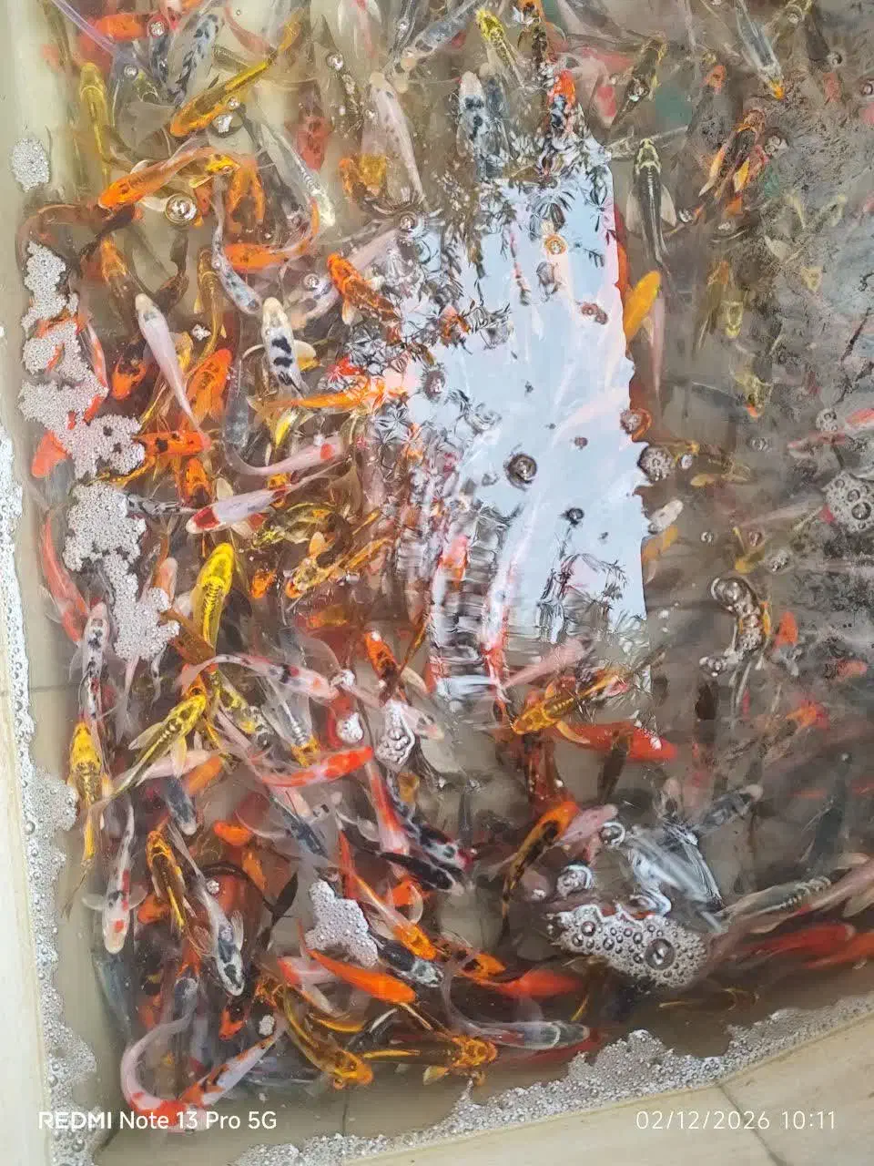 ماهی کوی|ماهی|یزد, |دیوار