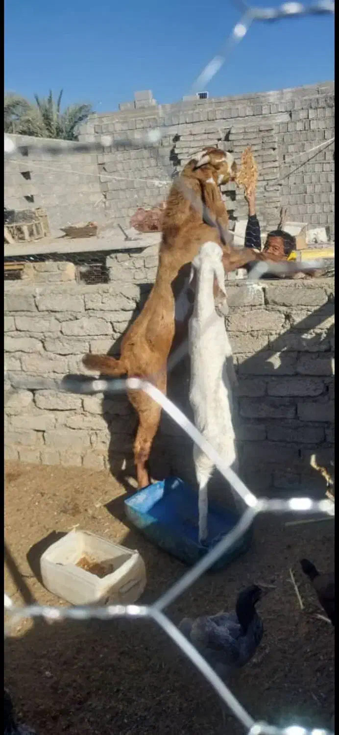 نربز پنجاپ|حیوانات مزرعه|سراوان, |دیوار