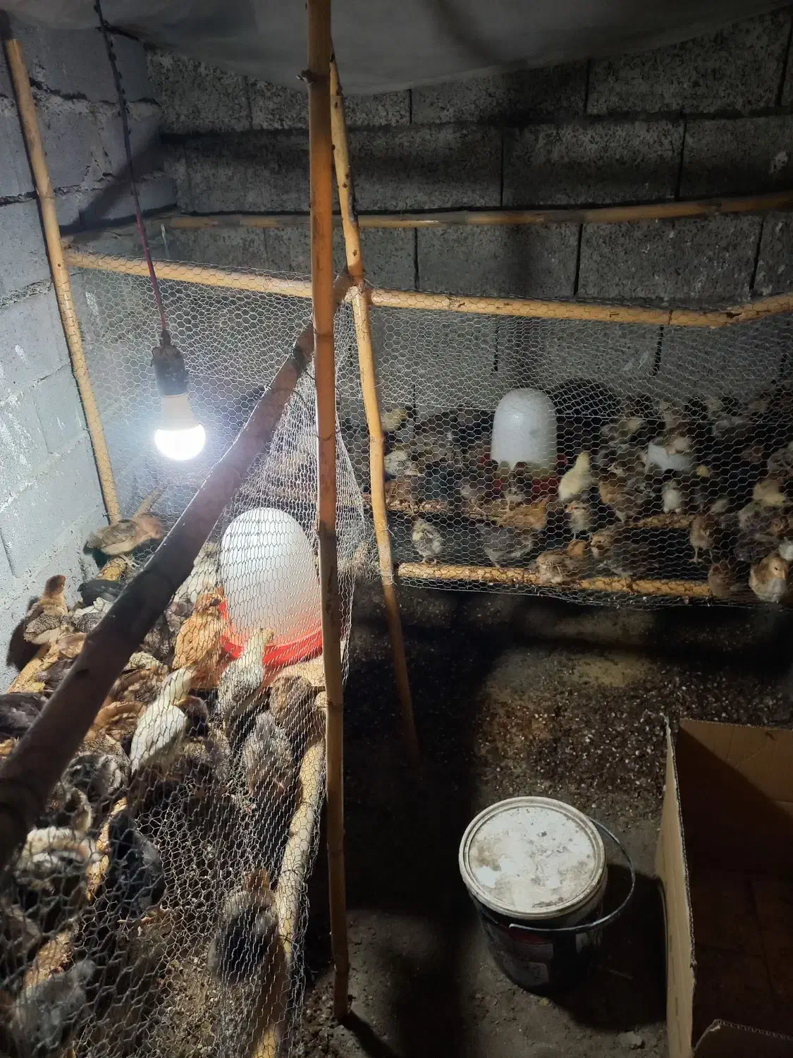 جوجه محلی انتخاب شما،،کیفیت از من ۷ روزه دونه ۳۰|حیوانات مزرعه|فریدونکنار, |دیوار