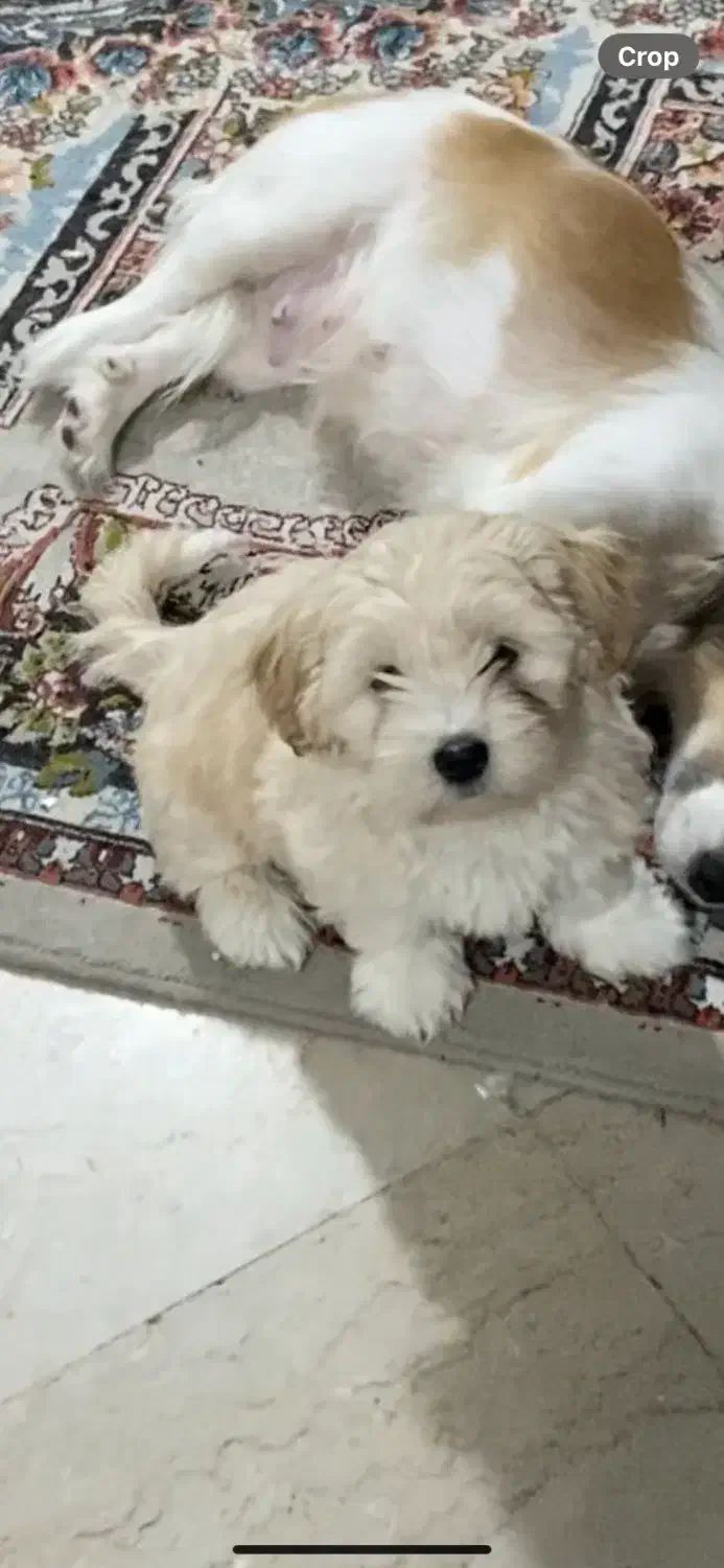 توله سگ شیتزو نژاد دار|سگ|تهران, فردوس|دیوار