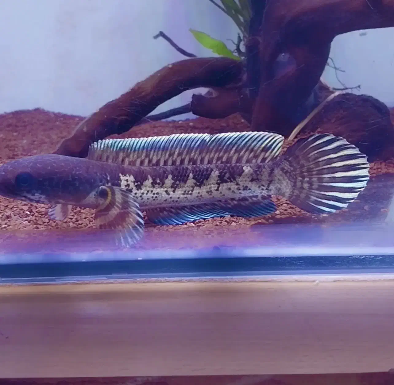 چانا گلدن کبری سینگل تانک|ماهی|محمدشهر, محمدشهر|دیوار