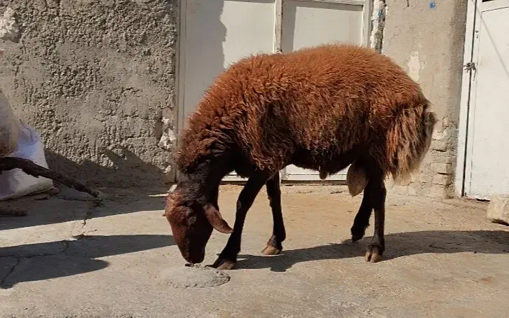 قوچ افشار مهربان|حیوانات مزرعه|ویسیان, |دیوار