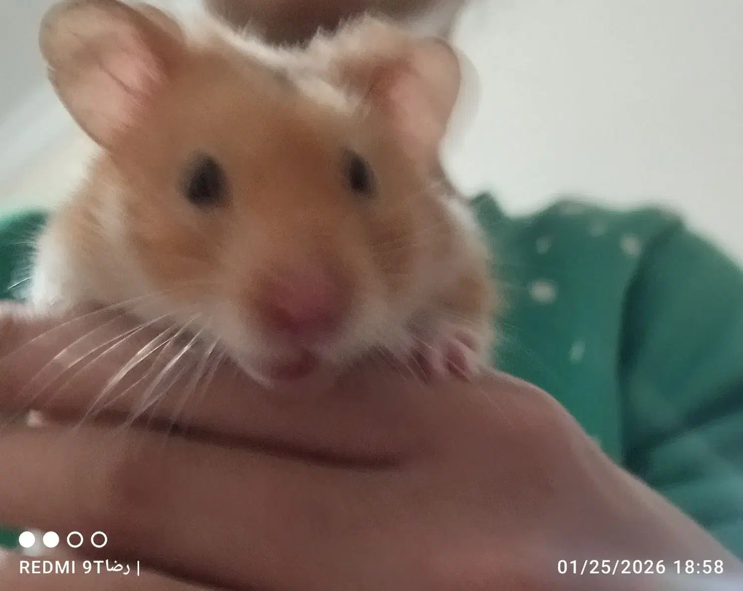 همستر خانگی|موش و خرگوش|تهران, هروی|دیوار