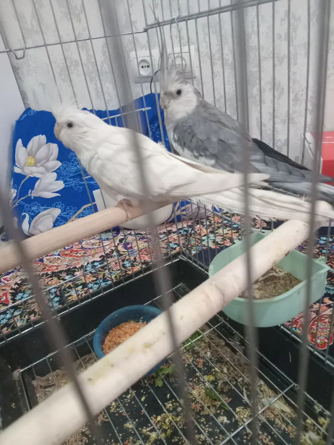 عروس هلندی جفت|پرنده|اسلام‌شهر, مسکن مهر اسلاشهر (شهرک امام خمینی)|دیوار