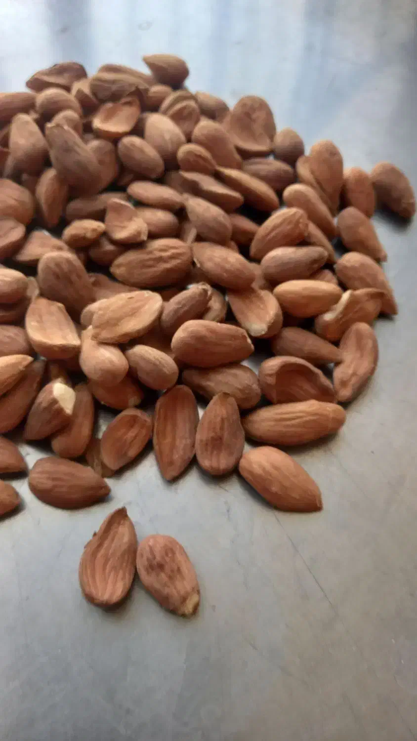 انواع بادام سنگی و مغز بادام ایرانی|عمده‌فروشی|قم, ارم|دیوار