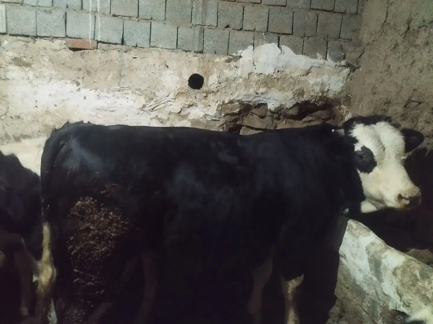 فروش گاو نر|حیوانات مزرعه|سارال, |دیوار