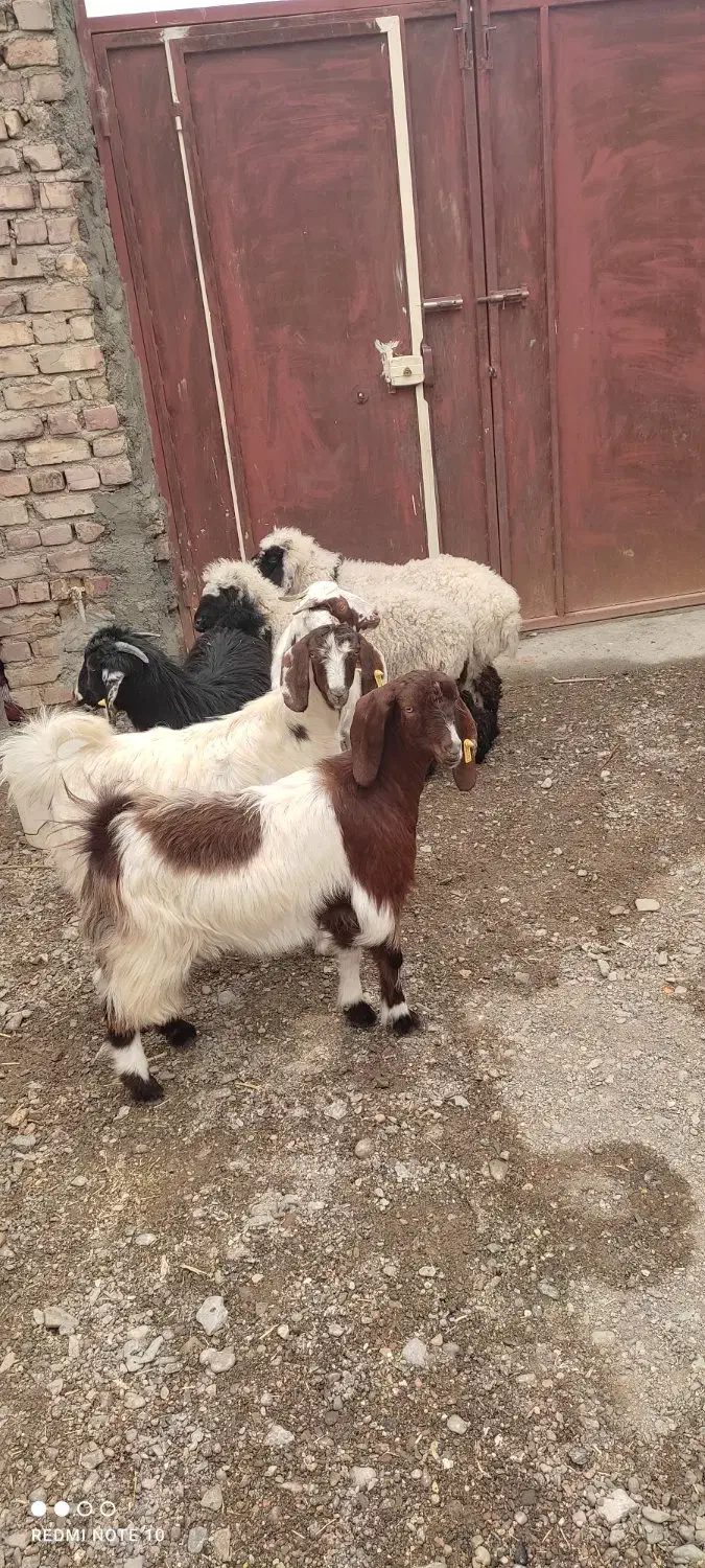 چهار عدد بزقاله دو عدد بره|حیوانات مزرعه|نیمروز, |دیوار