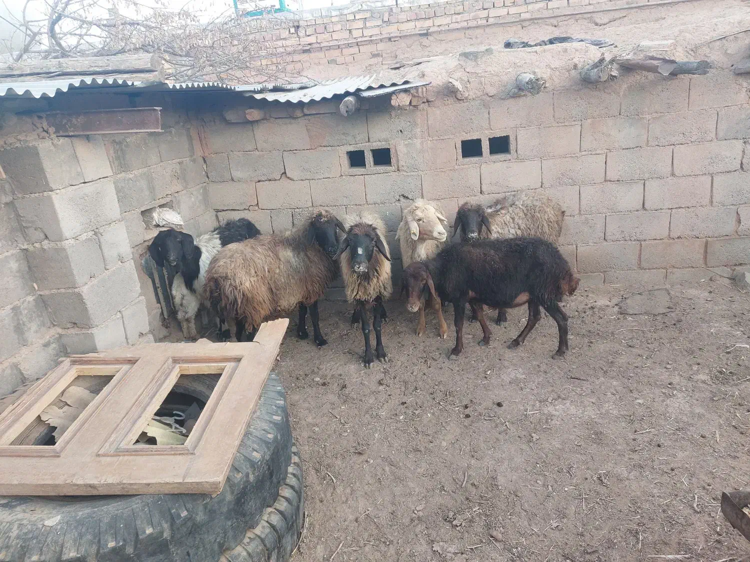 میش آوست و بز زاییده مفت|حیوانات مزرعه|تربت جام, جامرود|دیوار