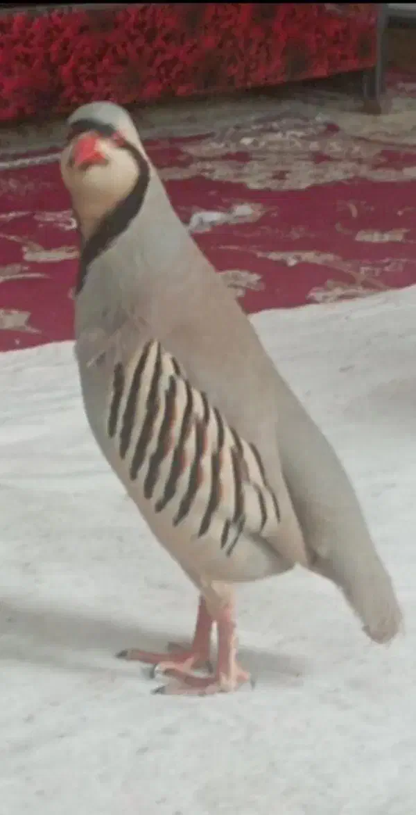 پرنده درشت کردستان|پرنده|شیراز, شهرک سراج‎|دیوار