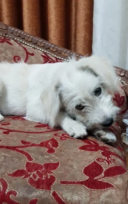 سگ شیتزو|سگ|قم, نخودی|دیوار