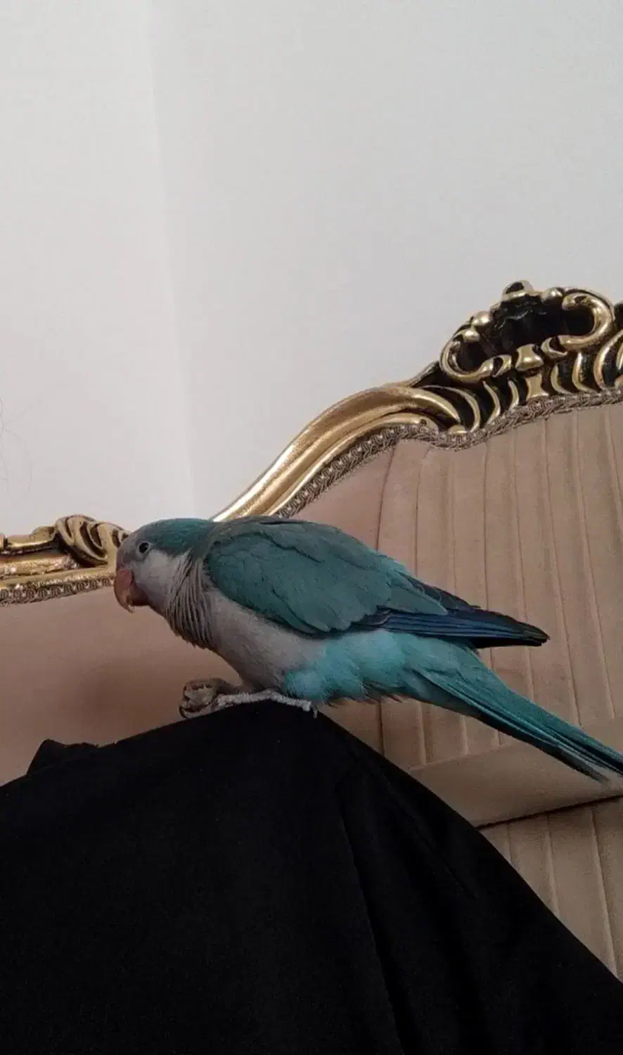 طوطی راهب سخنگو|پرنده|کرمانشاه, |دیوار