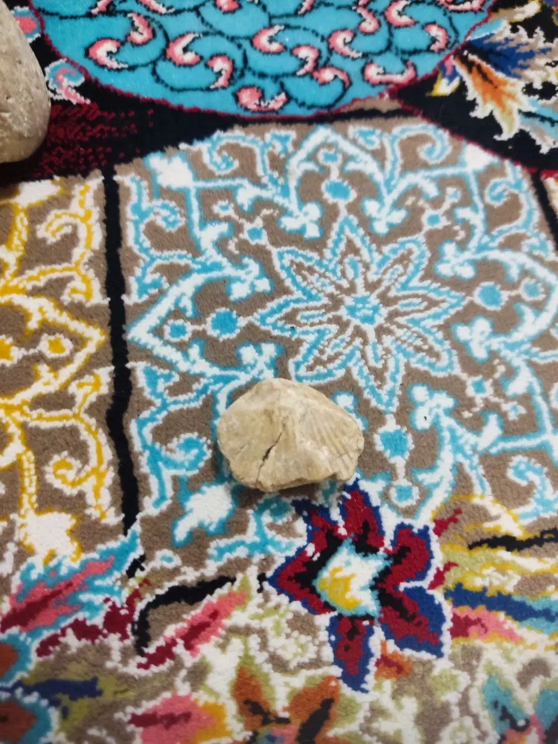 فسیل|کلکسیون اشیاء عتیقه|شیراز, شهرک امام حسین|دیوار