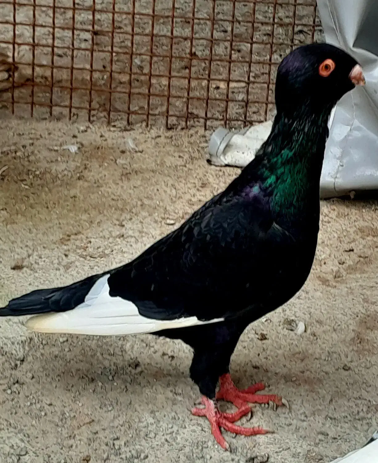 کبوتر  قرسوری نر|پرنده|آمل, |دیوار