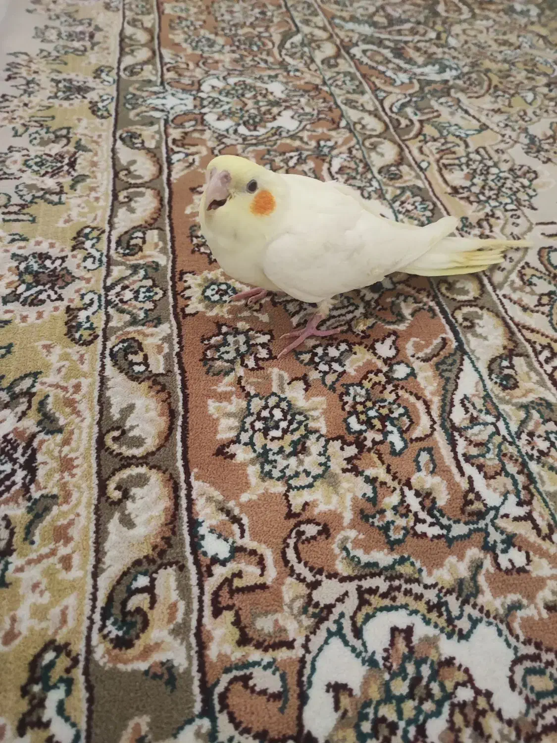 عروس هلندی|پرنده|قم, نیروگاه|دیوار