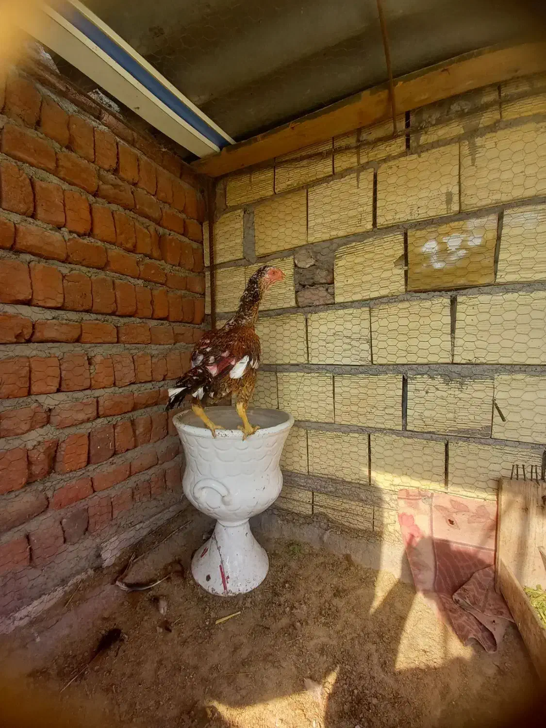 اجتماعی|حیوانات|بناب, |دیوار