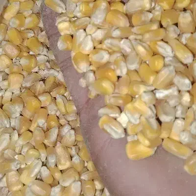 ذرت برزیل درجه یک|عمده‌فروشی|دزفول, |دیوار