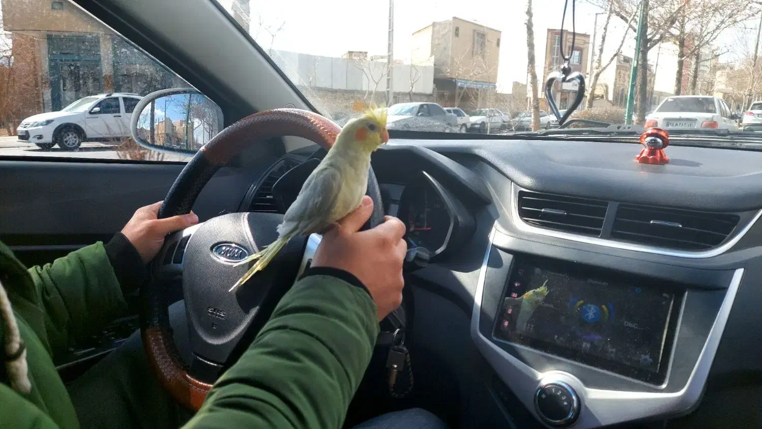 عروس هلندی|پرنده|اصفهان, پوریای ولی|دیوار