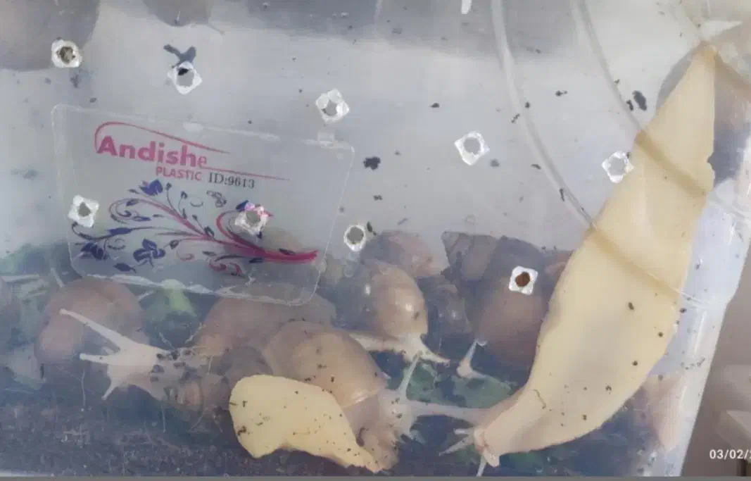 حلزون آچاتینا البینو|خزنده|همدان, |دیوار