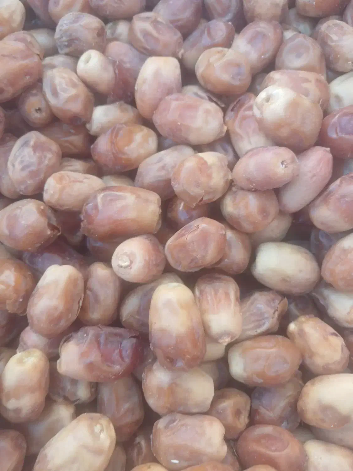 خرمای زاهدی|عمدهفروشی|فراشبند, |دیوار