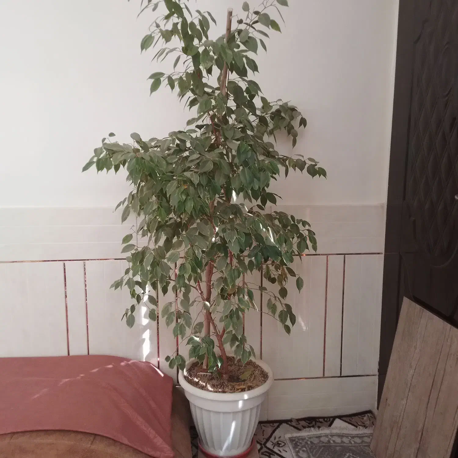 گل اپارتمانی|گل و گیاه طبیعی|مبارکه, |دیوار