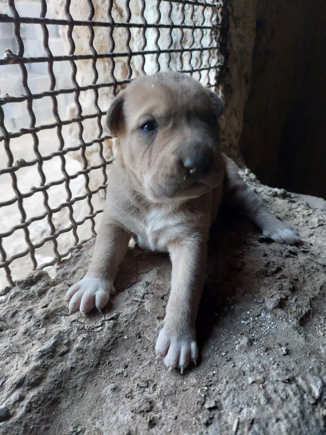 فروش توله پیتبول با مادر|سگ|نطنز, |دیوار