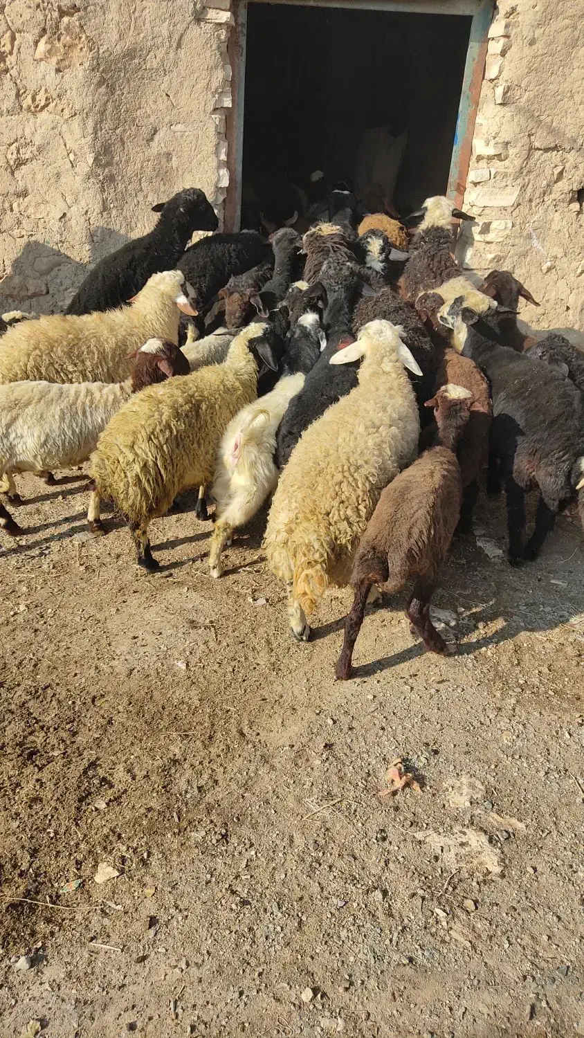 کاور 65 راس 5 راس ماده|حیوانات مزرعه|کرفتو, |دیوار