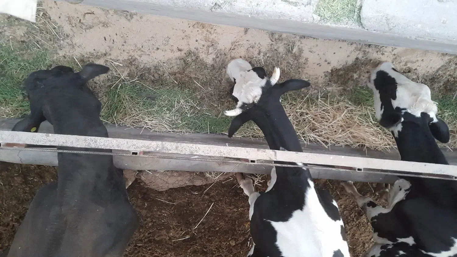 گاوتولید بالا|حیوانات مزرعه|رفسنجان, |دیوار