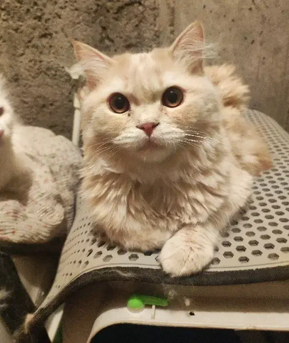 گربه پرشین نسکافه ای|گربه|بناب, |دیوار