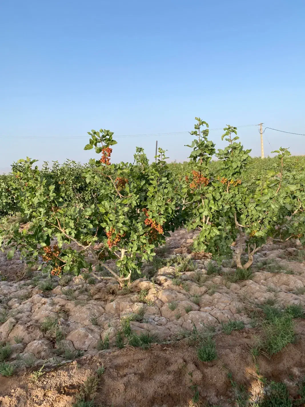 5000 قصب زمین پسته ای در بافق|فروش دفتر صنعتی، کشاورزی، تجاری|بافق, |دیوار