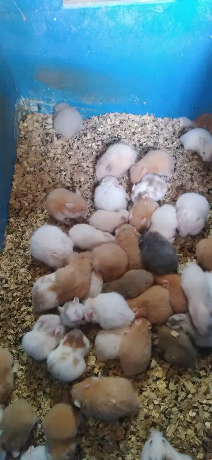 همستر سوری|موش و خرگوش|تهران, شهرک چیتگر|دیوار