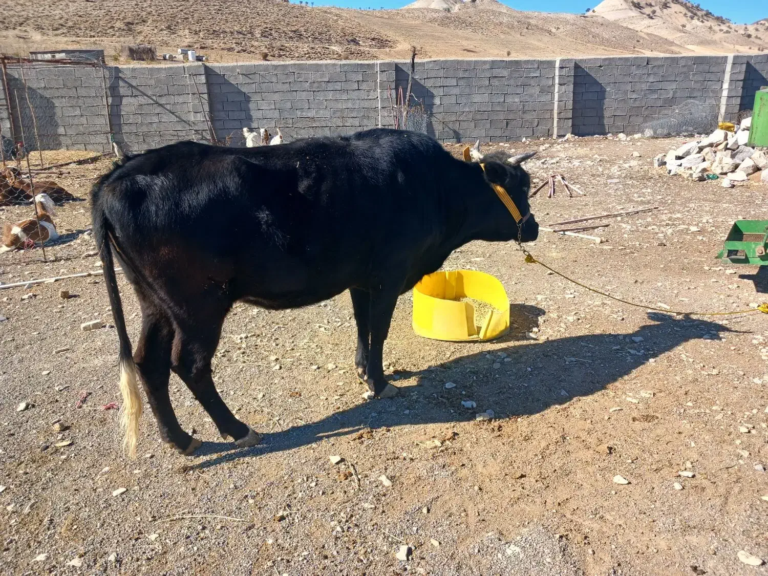 گاو ابستن|حیوانات مزرعه|ملکشاهی, |دیوار