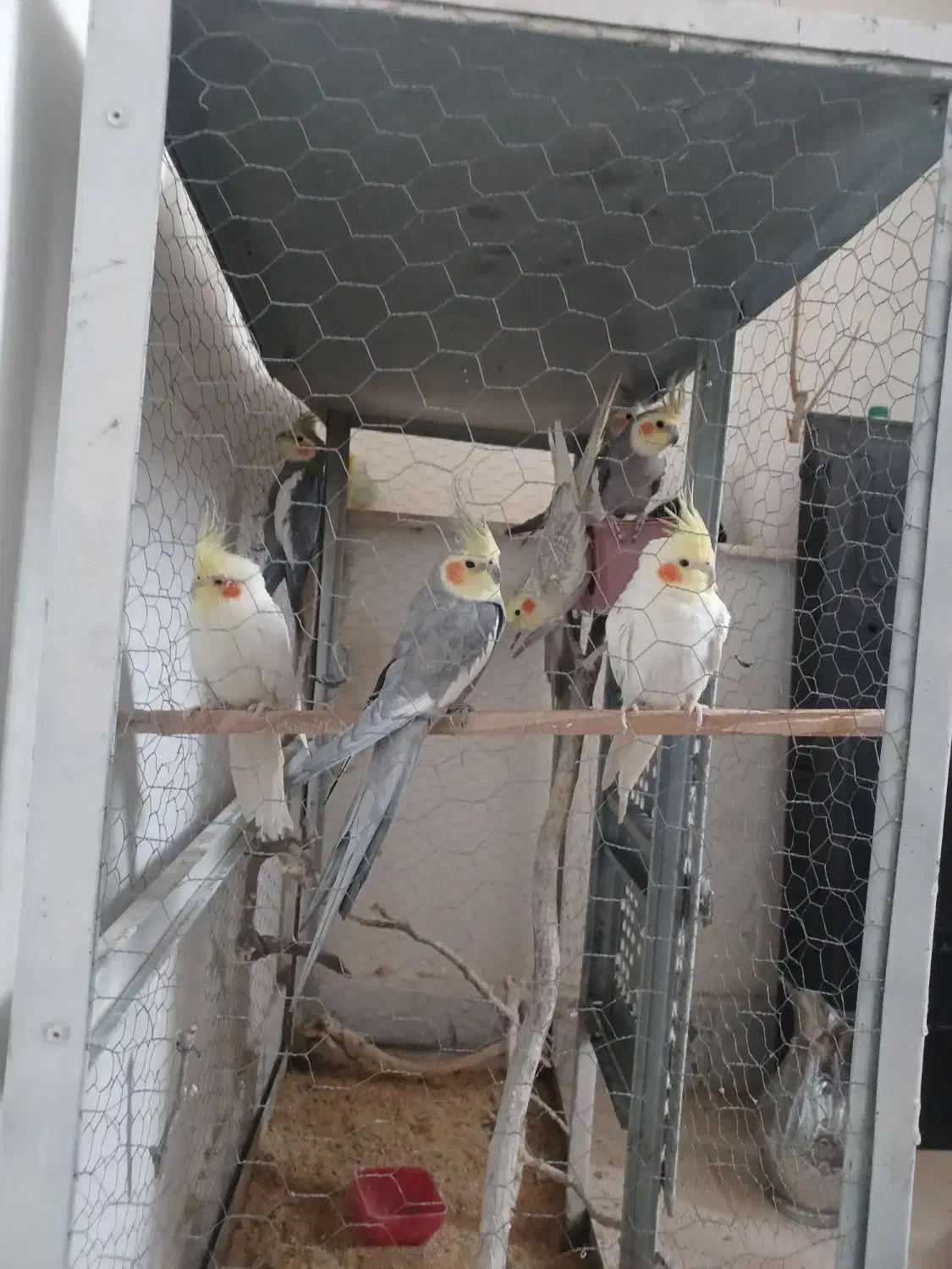 ۹ عدد عروس هلندی|پرنده|تربتحیدریه, آغوی|دیوار