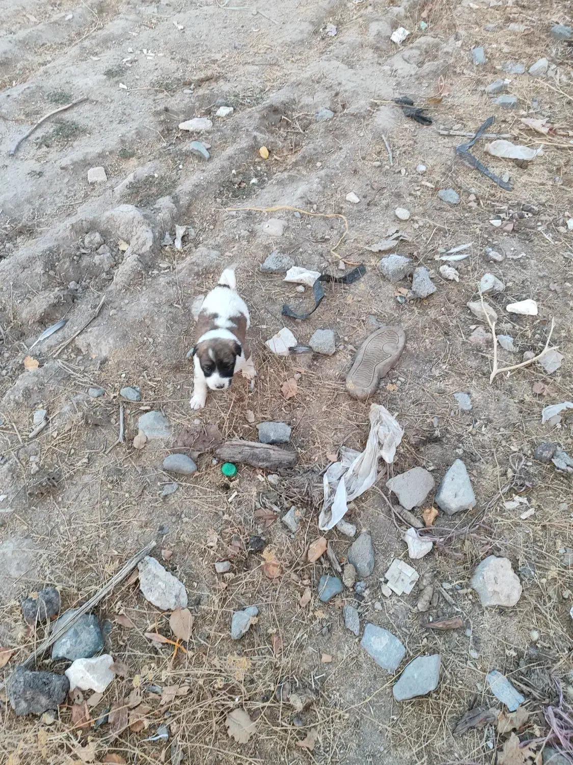 توله|سگ|کبودرآهنگ, |دیوار