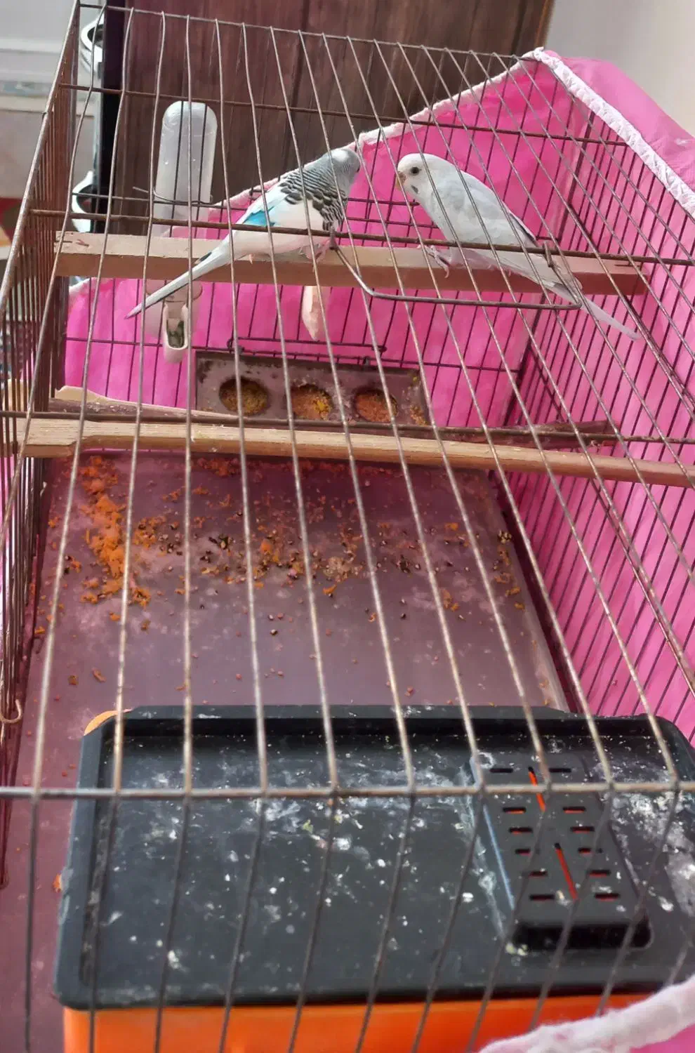 مرغ عشق|پرنده|کرمانشاه, |دیوار