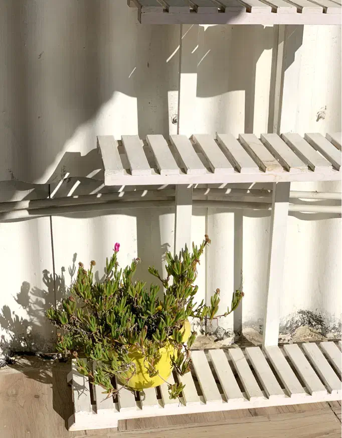 شلف و قفسه چوبی بزرگ|کتابخانه، شلف، قفسههای دیواری|اردبیل, |دیوار