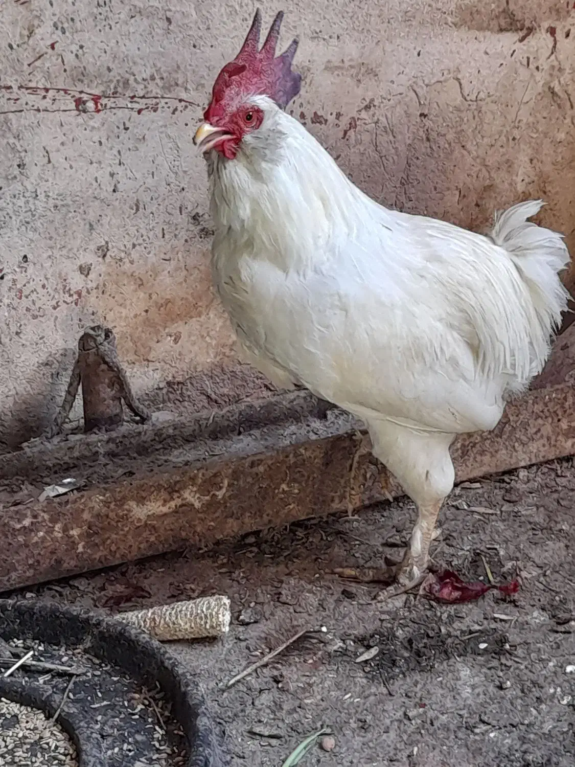 خروس ریشو|حیوانات مزرعه|مسجد سلیمان, |دیوار