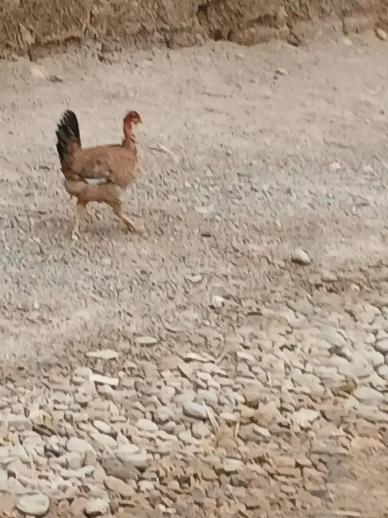 ۷ عدد مرغ و خروس|حیوانات مزرعه|اهواز, سپیدار|دیوار