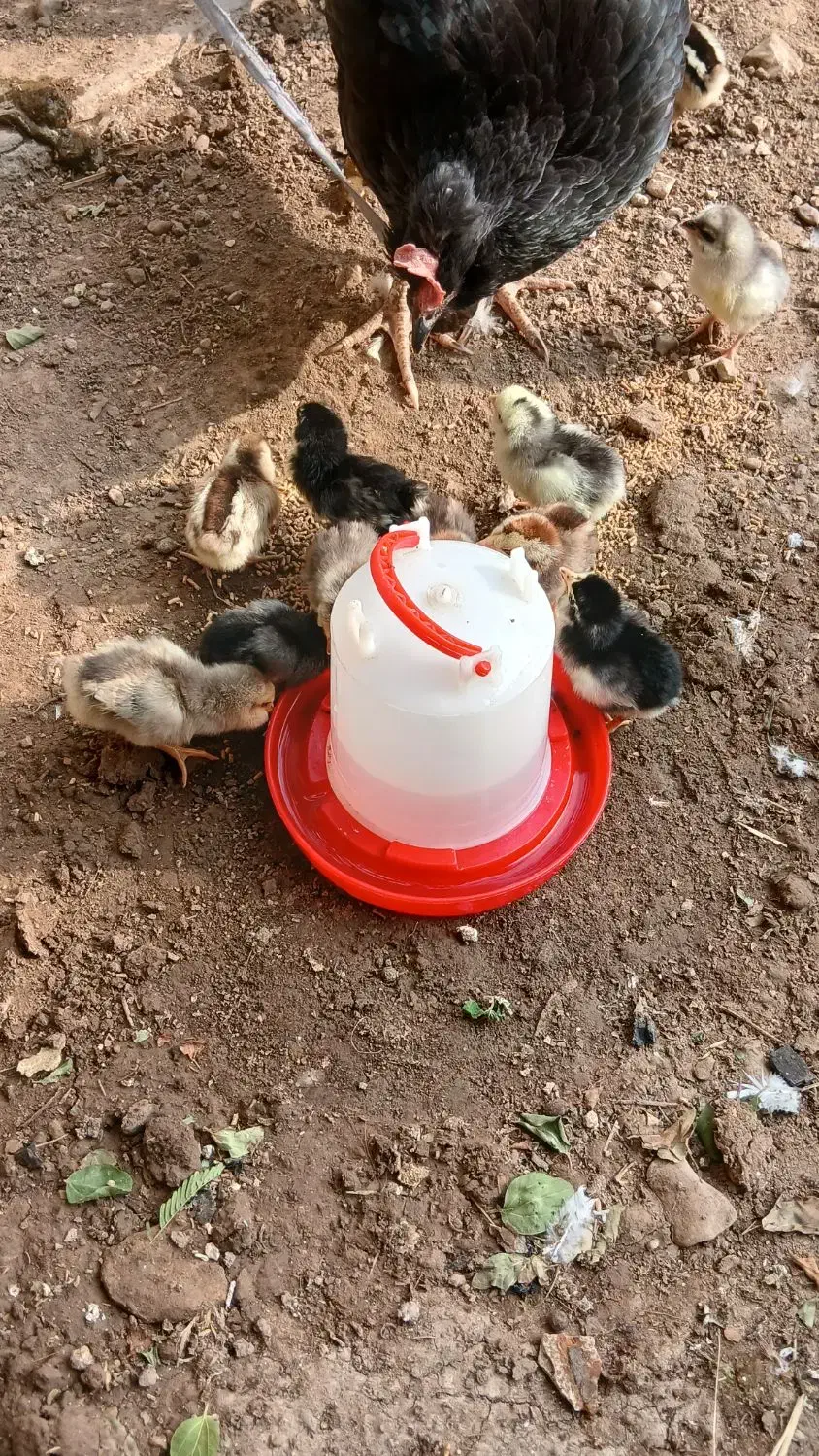 جوجه گلین|حیوانات مزرعه|دهلران, |دیوار