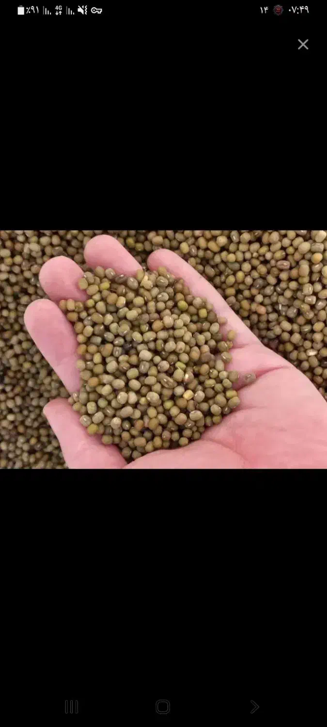 ماشکدونه ریر|عمدهفروشی|بهبهان, |دیوار