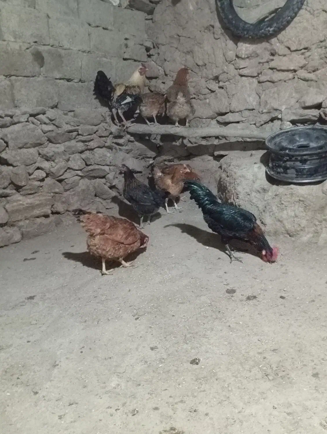 مرغ خروس محلی|حیوانات مزرعه|خاو و میرآباد, |دیوار