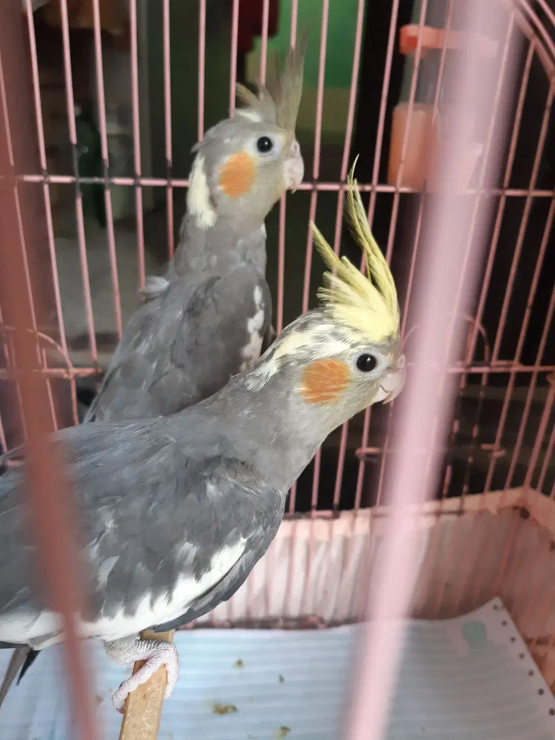 فروش عروس هلندی|پرنده|بندرعباس, |دیوار