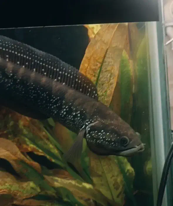 چانا اسیاتیک +25|ماهی|بروجرد, |دیوار